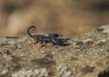 Nu trebuie să superi Scorpionului