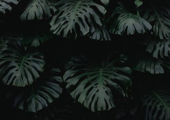 Ce plante de interior se potrivesc fiecărei zodii